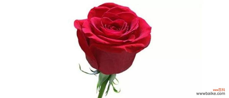 探究玫瑰花代表的美、爱与情感 玫瑰花的意义与象征