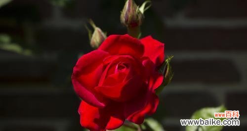 探索玫瑰花背后的意义和象征性 玫瑰花