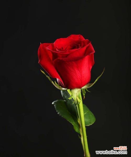 探索玫瑰花背后的意义和象征性 玫瑰花