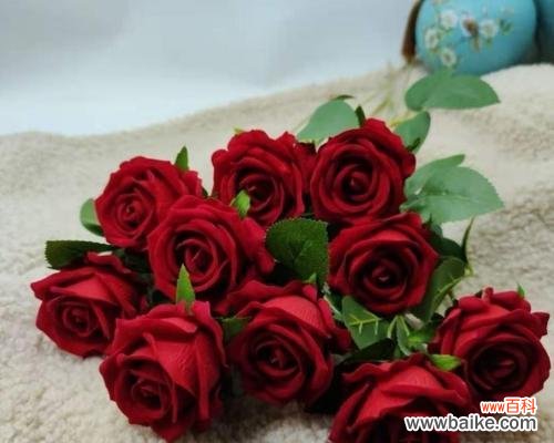 探索玫瑰花所代表的丰富内涵 玫瑰花的含义