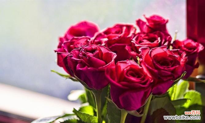 探寻花语中的爱、友情和幸福 12朵玫瑰花的含义与传统象征