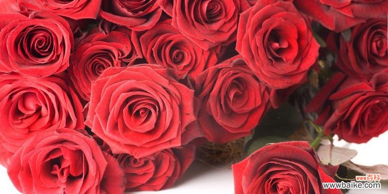 花开是一种心灵的繁华 玫瑰花的深刻寓意