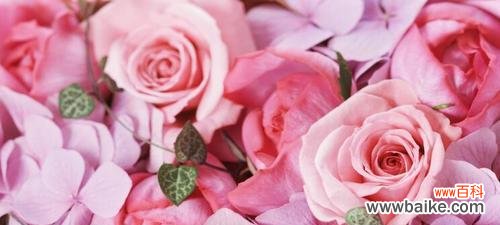 表达爱情的绝佳选择 32朵玫瑰花的花语