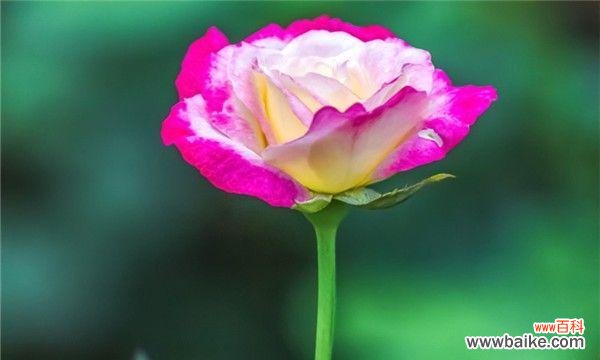 表达深深的爱意,朝思暮想的告白 19朵玫瑰花的花语