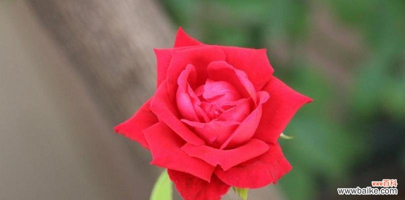 探究玫瑰花的象征意义与传说 玫瑰花的浪漫寓意