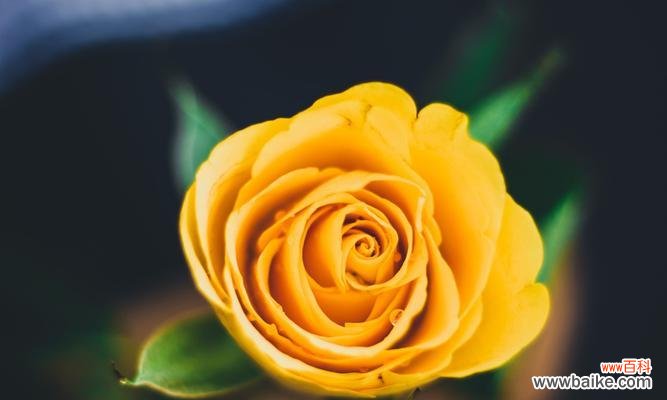 探寻玫瑰花的内涵与象征 玫瑰花的美丽与意义