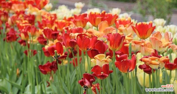 一朵美丽的花 郁金香花的象征意义与传承