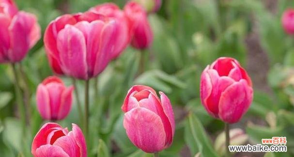 郁金香——传达爱情与美的使者 郁金香花语与代表意义