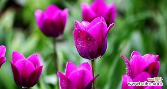 解读郁金香的不同寓意及赠送花朵的象征意义 郁金香的花语与赠送几朵的含义