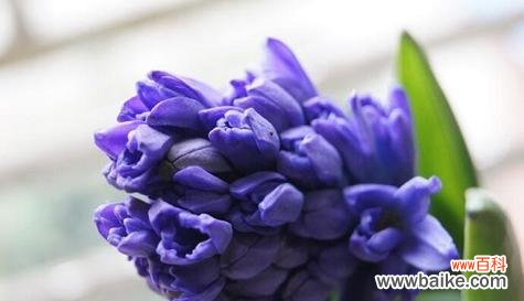 以寓意爱情长久的花为主题 花开爱恋，长久不变