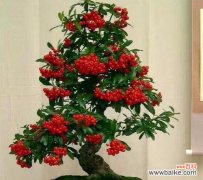 以植物的寓意为主题 美好寓意的植物名字