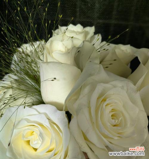 奶龙白玫瑰的花语有何特别之处?它象征着什么?