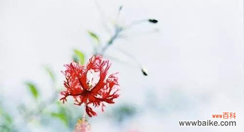 别离开他的花语代表了什么情感?