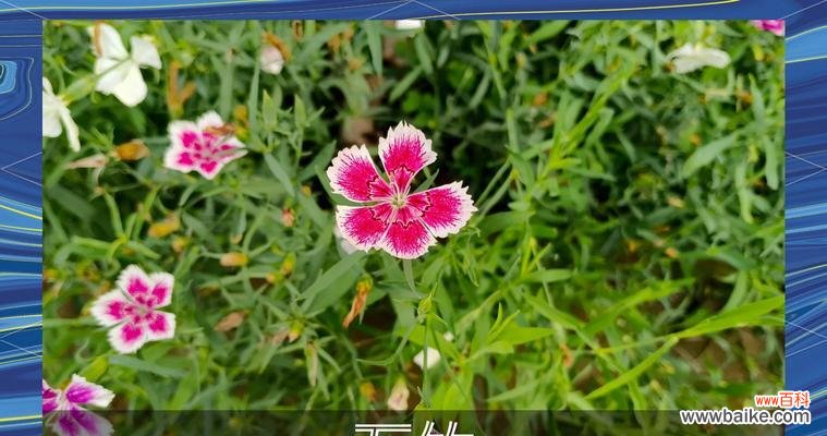 石竹和康乃馨的花语分别是什么?各自代表了什么?