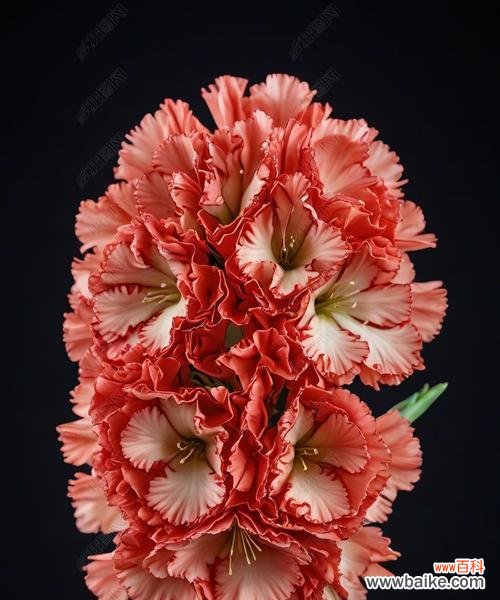 石竹和康乃馨的花语分别是什么?各自代表了什么?