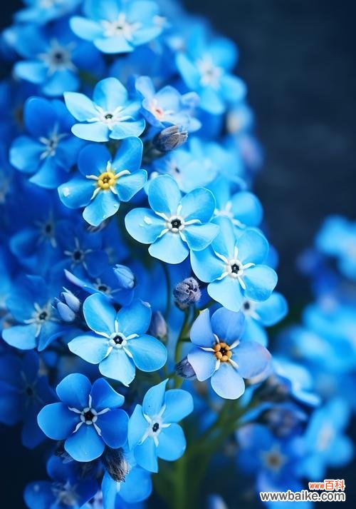 特殊花语送女生应该选择哪种花?哪种花语最能表达心意?