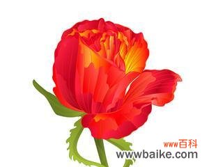 桔红色花的花语是什么？