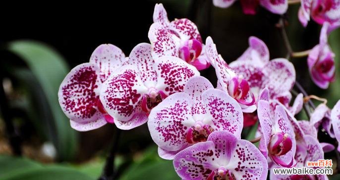 天使的耳环花语有何寓意？它传递了哪些信息？