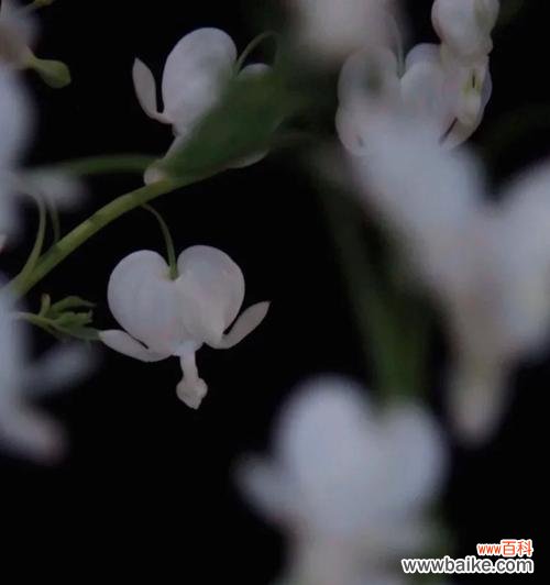 天使的耳环花语有何寓意？它传递了哪些信息？