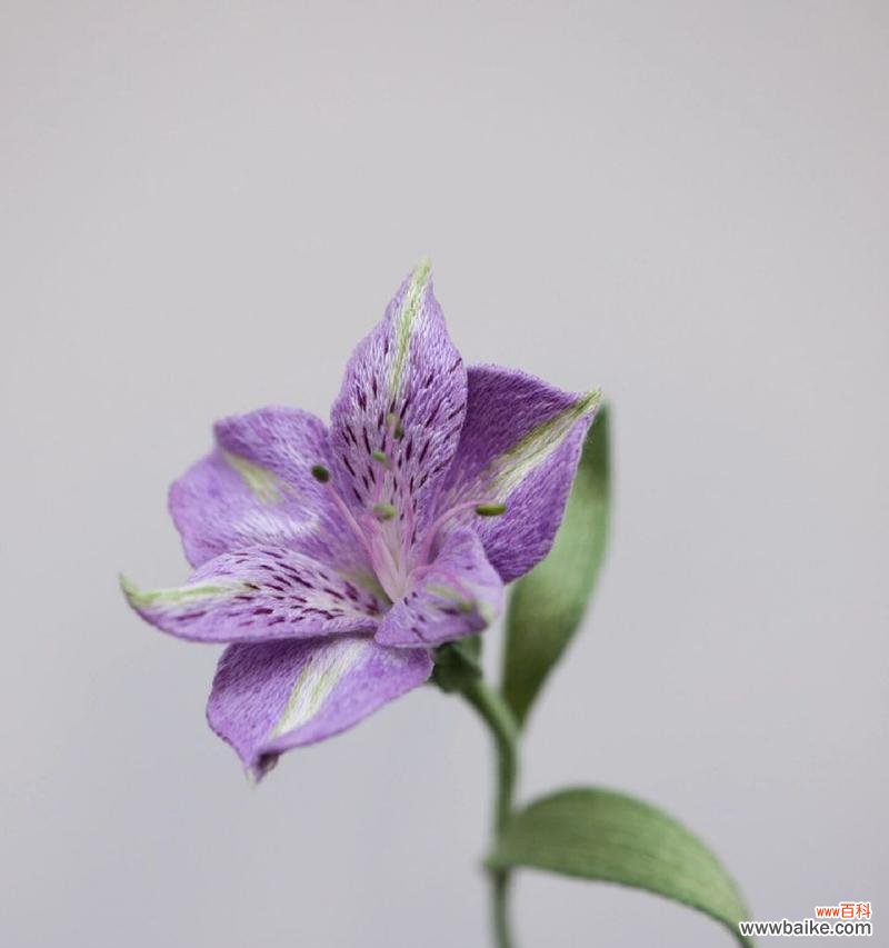 六出花朵代表哪个生肖？花语有何深意？