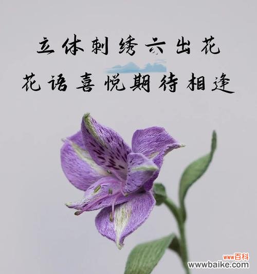 六出花朵代表哪个生肖？花语有何深意？