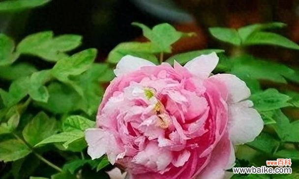 花中之魁是指什么花名和花语？哪种花被誉为花中之王？