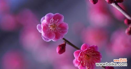 花中之魁是指什么花名和花语？哪种花被誉为花中之王？