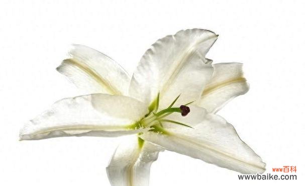 黄百合花语代表什么?黄百合的含义是什么?