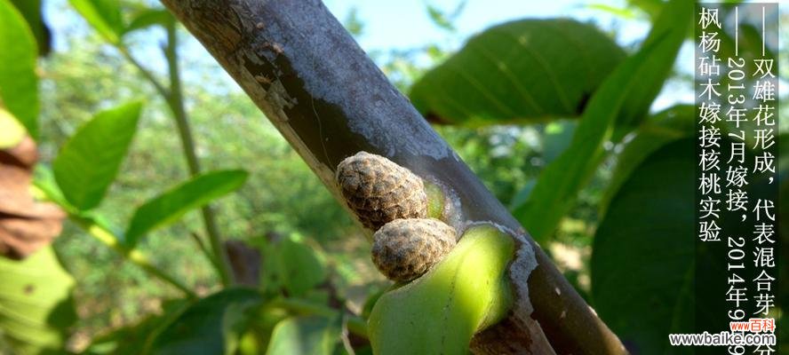 坏核桃仁的花语寓意有何深意？