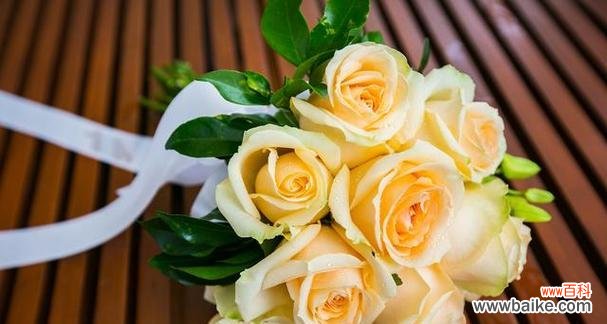 探寻玫瑰花朵数与情感之间的奥秘 玫瑰花朵数的含义