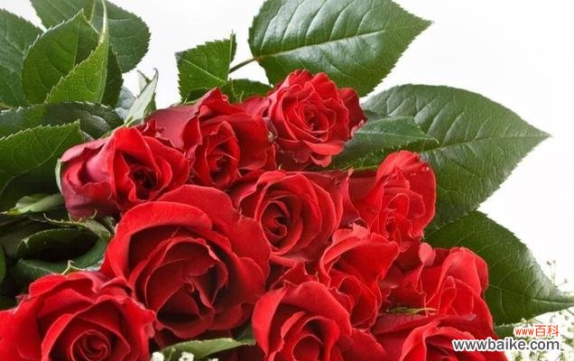 探寻玫瑰花朵数与情感之间的奥秘 玫瑰花朵数的含义