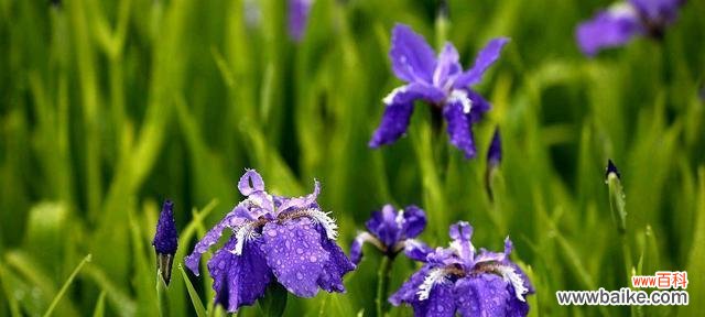 蓝色鸢尾花 蓝色鸢尾花的花语