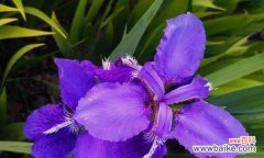 传承千年的神秘之花与它所传递的信息 《鸢尾花的花语与传说》