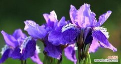 探索鸢尾花的神秘与美丽 鸢尾花的花语和传说