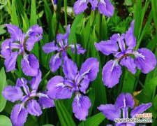 追寻鸢尾花语的美丽意涵 鸢尾花语之美