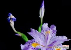 解读紫色鸢尾花的花语 紫色鸢尾花的花语及其寓意