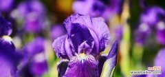 揭示鸢尾花背后的文化和象征意义 鸢尾花