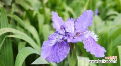 揭秘鸢尾兰的五种不同花语 鸢尾兰的花语与魅力