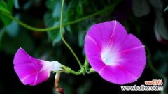 探索月光花的花语与传说 月光花