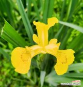 神马花象征友谊的花语有哪些？