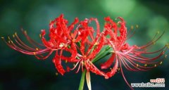 红色花树的花语代表了什么？