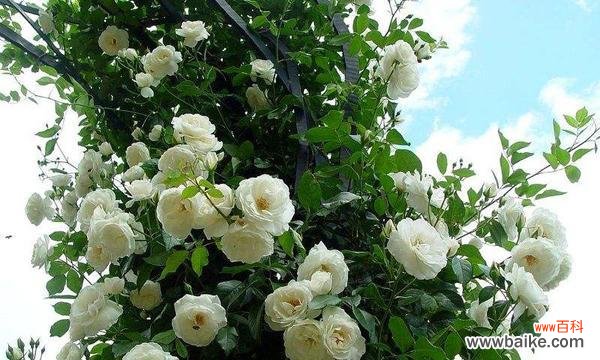 疏花卫矛的花语是什么？它寓意着什么？