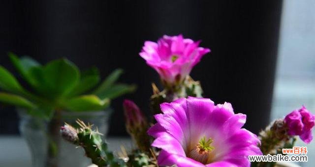 疏花卫矛的花语是什么？它寓意着什么？