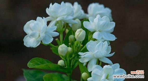 疏花卫矛的花语是什么？它寓意着什么？