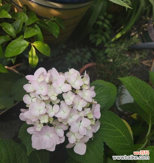 哪种花语象征着救赎自己？