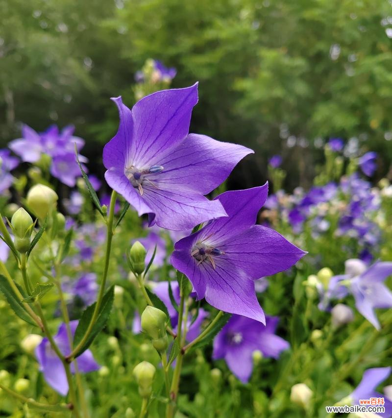 桔梗花的搞笑花语是什么?它有何特别含义?