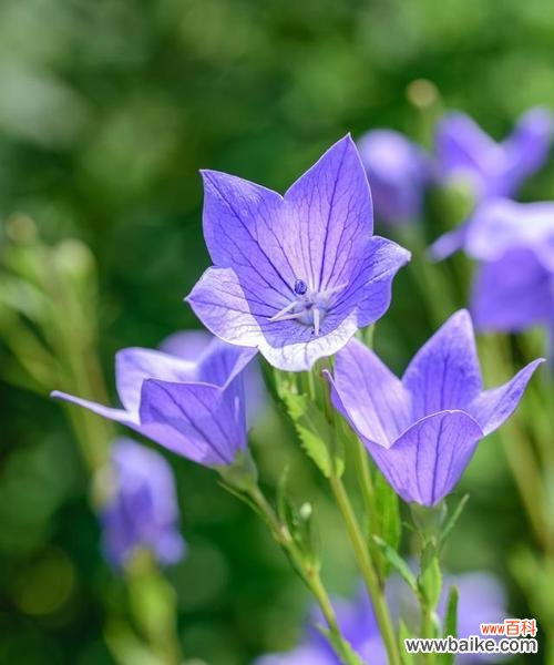 桔梗花的搞笑花语是什么?它有何特别含义?