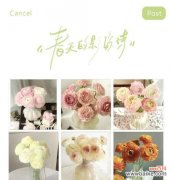 满心花语通常表达什么情感？它在花语中有什么特殊含义？