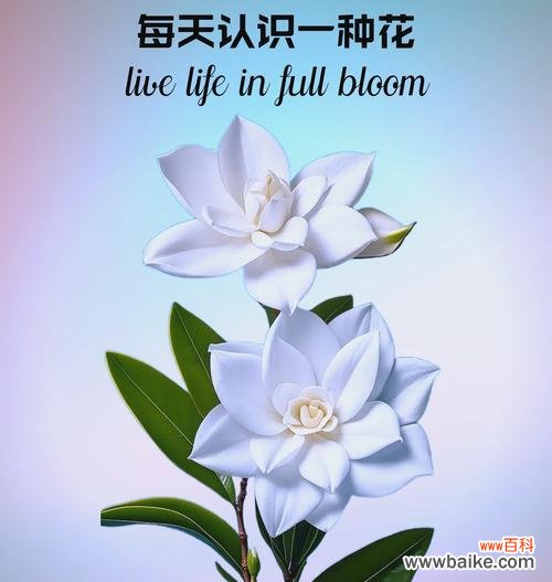花语芬芳里面有什么花？芬芳花语中包含哪些花卉？
