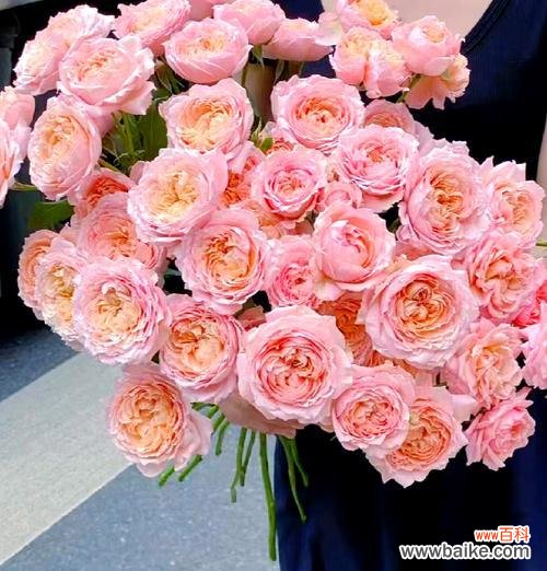 送爱丽丝玫瑰花的寓意是什么？爱丽丝玫瑰花的寓意有哪些含义？